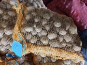 Ziemniaki sadzeniaki Vineta 10 kg