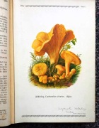 Pilze der Heimat, Atlas grzybów T.2. Eugen Gramberg Lipsk 1913