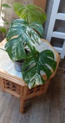 Monstera variagata