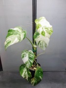 Monstera Variegata