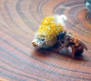 Pszczoła Murarka ogrodowa kokony (Osmia rufa) 100szt