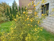 Poncirus trifoliata pomarańcza trójlistkowa zrazy