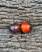 WOOLY KATE RED  Pomidor Kolekcjonerski 