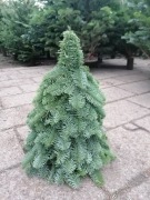 Choinka z jodły nobilis   60 cm