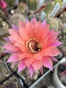 Echinopsis hybryd Beautiful Dreamer