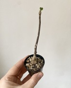 Sterculia colorata / Firmiana colorata caudex kaudeks