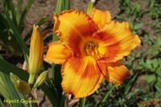 Hemerocallis / Liliowiec: Hipolit Cegielski