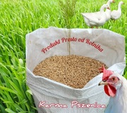 Pszenica Karma 25 kg 