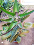 Żyworódka pierzasta daigremontiana nr 2  wys 38 cm