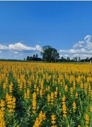 Łubin szerokolistny żółty nasiona poplon 5kg