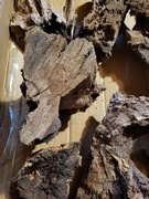 Korzeń dębowy do terrarium,  akwarium lub półki 