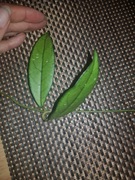 Hoya crassipetiolata hoja cięta