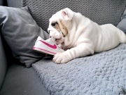 Piesek Buldog Angielski FCI ZKwP