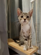 Półka dla kota na przyssawki