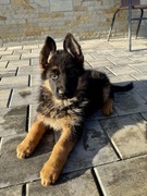 Owczarek Niemiecki Szczenię z rodowodem ZKWP FCI SV