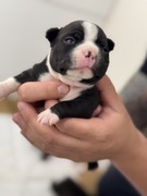 Rezerwacja! Wyjątkowe Boston Terriery po Championce Hiszpanii! Rodowód