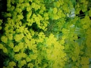 Wilczomlecz sosnka sadzonka 