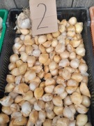 Czosnek czosnek słoniowy 20 ząbków sloniowy Sloniowy  rozmiar L