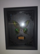 Przepiękny prawdziwy motyl w grubej czarnej ramce 