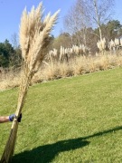 Trawa Pampasowa Naturalna 