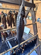 Ryba  ( szt 1,5-2,2kg)