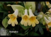 Primulina (chirita) Nakako, rodzina fiołek afrykański 