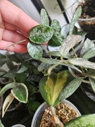 Hoya mathilde splash cięta