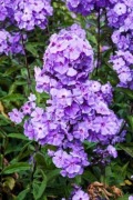 Floks wiechowaty " Blue paradise" bylina wieloletnia duża sadzonka 2 litry 