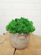 Mech w doniczce chrobotek reniferowy 