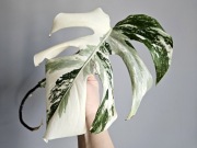 Monstera deliciosa Albo Variegata pędówka nr3