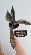 Sansewieria sanseviria star canyon granite XL roślina wężownica unikat