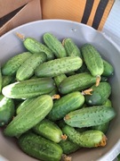 Ogórki gruntowe z naturalnej uprawy Smart