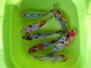 Karaś kolor,karp koi,orfa,karp,amur,tołpyga,lin,szczupak do oczek i stawów