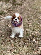 Snood MANDALE Cavalier Cocker Spaniel czapka Hug me