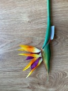 Strelicja królewska Rajski ptak 