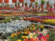 Supertunia VISTA surfinia million Bells Pelargonia Begonia Dalia calibracho