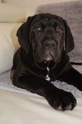 Cane Corso Italiano Fci Zkwp 