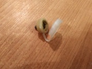 UNITRA Diora duża wieża SSL WS FS AS MDS plomba kapsel śruba obudowy 