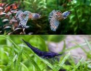 Piękne Gupiki Metal Rainbow Cobra para + krewetki czarne Sakura Black 5szt