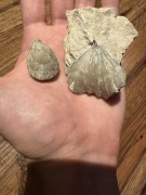 Piękne ramienionogi Rhynchonella i Terebratula z górnej jury okolic Krakowa