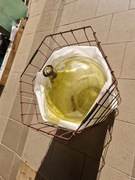 Balon, gąsior do wina