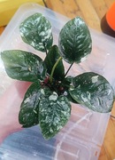 Ogromny Anubias Varking jedyny w Polsce kolekcjonerski  duży rozmiar XXL