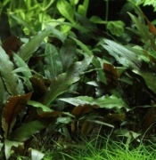 Cryptocoryne becketii  hodowla wodna OKAZJA