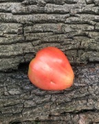 UKRAINIAN HEART Pomidor Kolekcjonerski