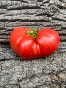 BLUE RIVER Pomidor Kolekcjonerski / 167