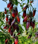 Pomidor Slivka Gurman nasiona kolekcjonerskie