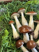 Ozdoba do doniczki, 10 sztuk grzybków