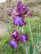 Irys- TB-Strut Your Stuff -kłącze