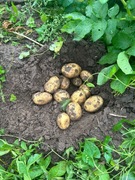 Ziemniaki jadalne wineta oraz lila 