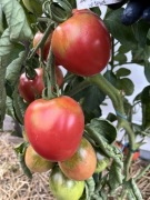 Pomidor De Barao Pink nasiona kolekcjonerskie